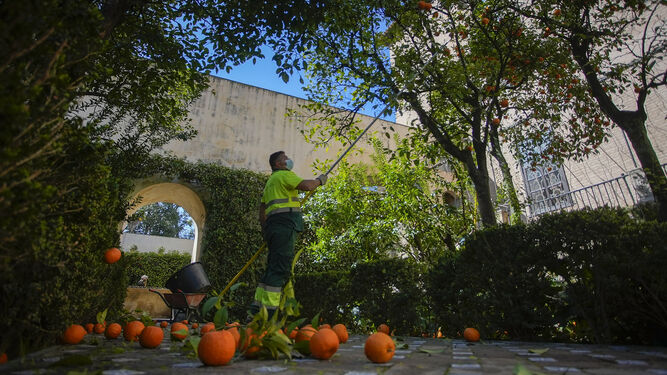 Uno de los jardineros del Real Alcázar durante la recolección de las naranjas.
