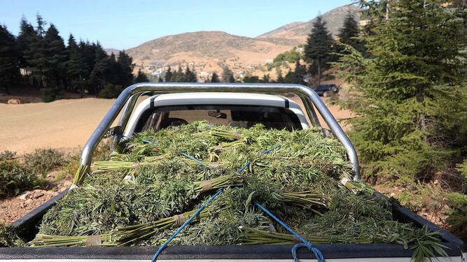 Un coche transporta unos esquejes de cannabis en el norte de Marruecos.