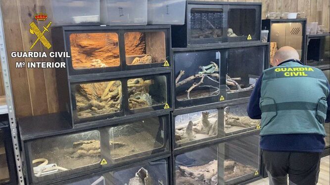 El hombre mordido por una serpiente de cascabel ocultaba más de 40 reptiles peligrosos