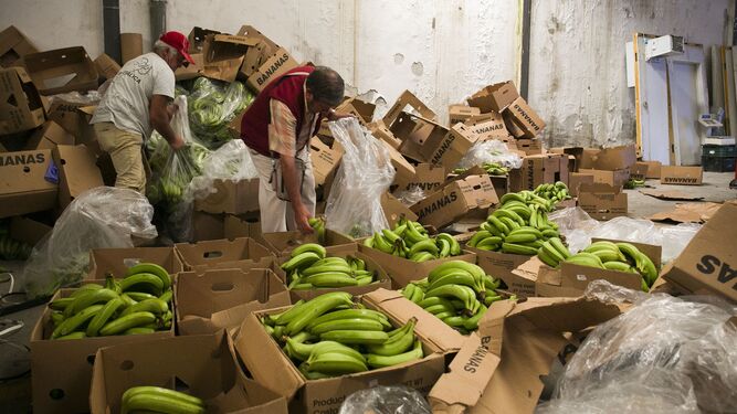 Un cargamento de cocaína escondida entre plátanos