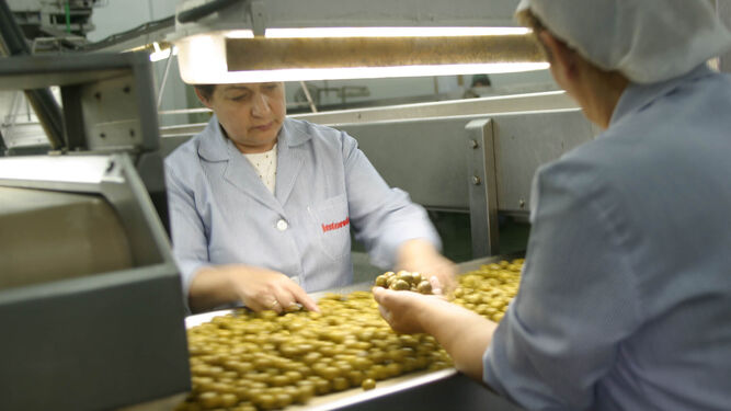 Trabajadoras clasifican las aceitunas  por categorías y calidades en la fábrica de  Interoliva, de  Dos Hermanas en Sevilla.