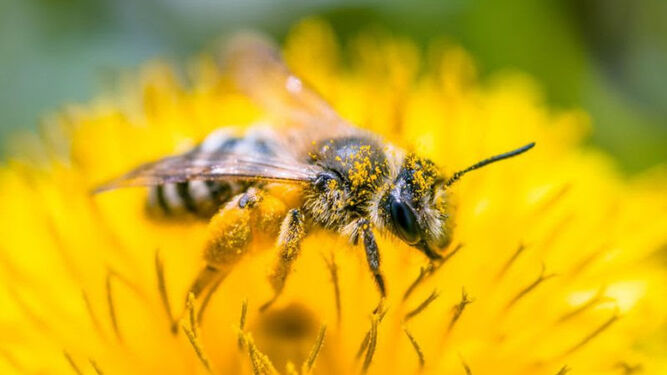Una abeja sobre una flor.