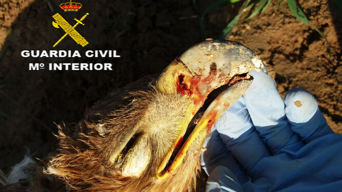 Investigado un guarda rural por matar un águila imperial ibérica en un paraje natural