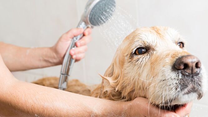 Cada cuánto tiempo debo bañar a mi perro: consejos para que sea una experiencia positiva