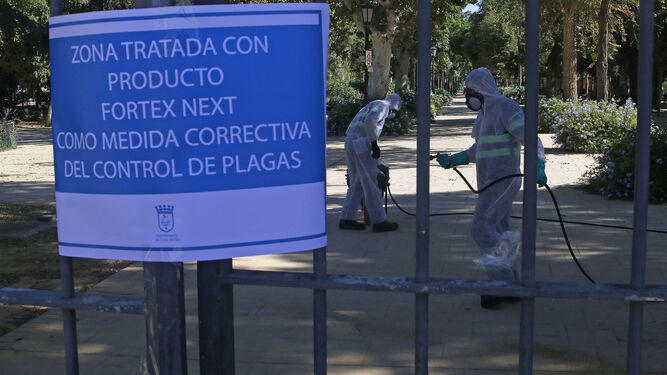 Varios operarios fumigan en un parque de Coria del Río, durante el brote que se registró el verano pasado.
