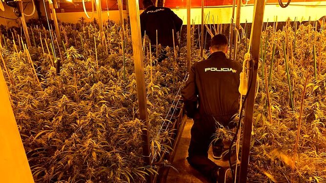 Dos policías nacionales, en una plantación de marihuana desmantelada en Sevilla.