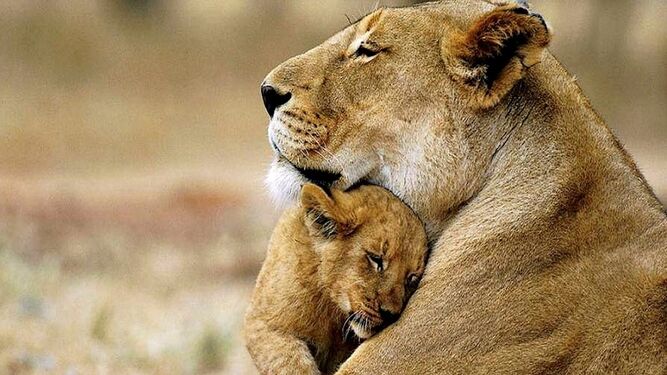 Día de la madre: os enseñemos una lista de las mejores madres del reino animal