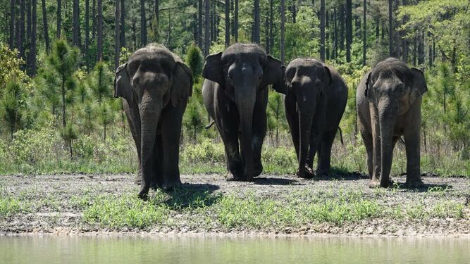 Doce elefantes "jubilados" de circos llegan a su nuevo refugio
