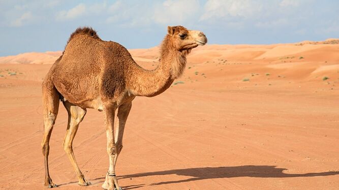 Detectan una proteína antienvejecimiento en estos camellos