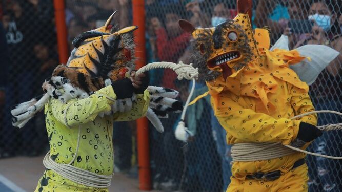 México celebra el ritual de pelea de tigres
