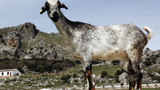 Una cabra payoya  en la granja escuela Las Hazuelas, en Grazalema.