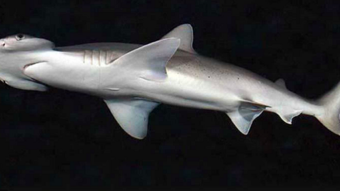 Los tiburones también usan campos magnéticos para orientarse