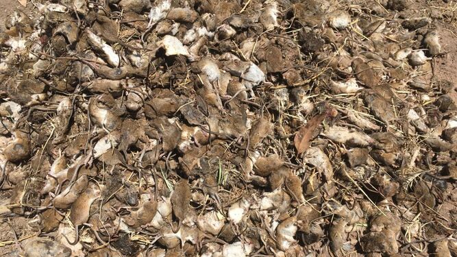 Cientos de roedores muertos cerca de una plantación