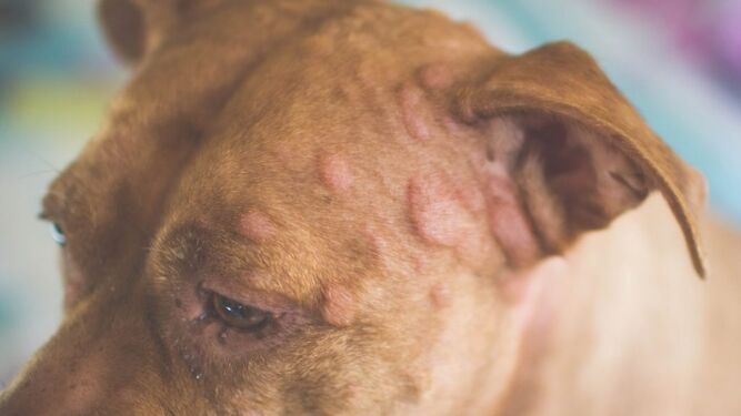 Consejos veterinarios para prevenir y tratar las alergias en las mascotas