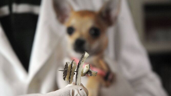 La Guardia Civil incorpora en la comandancia  a una perra detectora de cebos envenenados