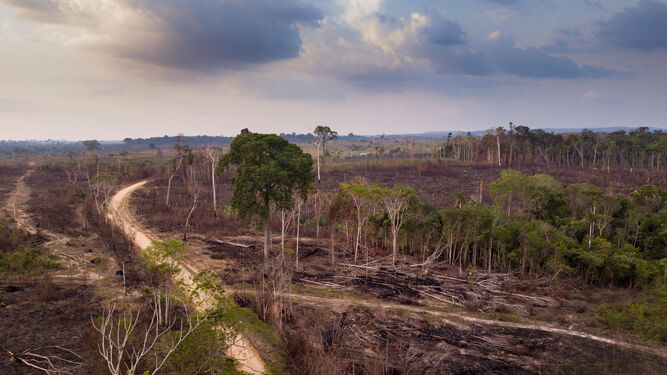 Deforestación en América Latina