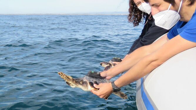 Vuelven juntas al mar las tortugas hermanas que se reencontraron en Valencia