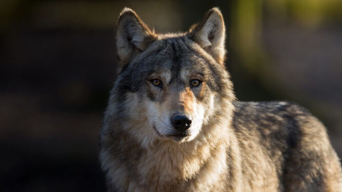 WWF baraja denunciar a CyL si no suspende la subasta de "los últimos doce lobos de España"