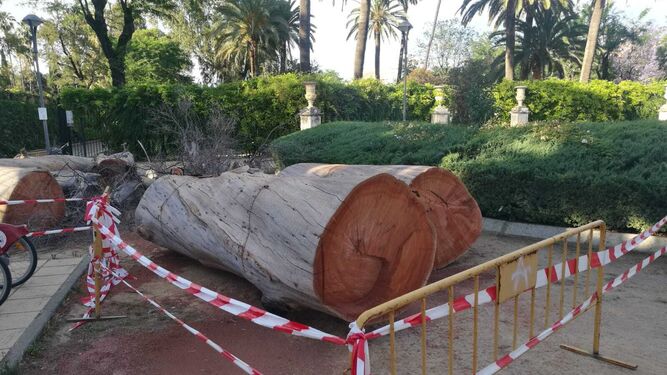 Primer plano del tronco cortado en la zona de los jardines de Murillo junto al Oriza.