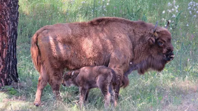 El bisonte con su madre
