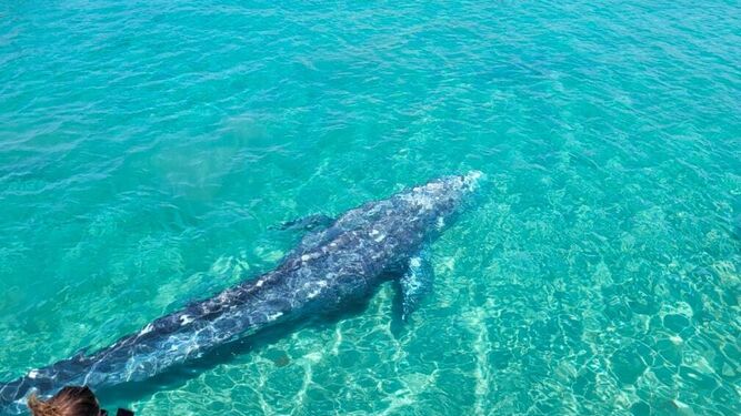 Ya no se puede hacer nada por Wally, la ballena gris encontrada en Mallorca