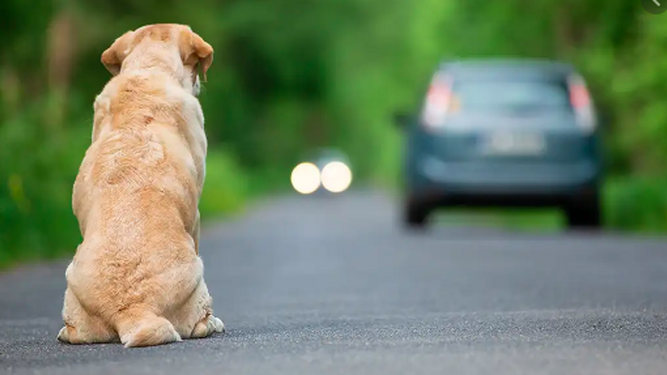 Un perro ocasiona un accidente de tráfico, ataca a varias personas y su dueña lo abandona