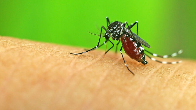 Para evitar las picaduras de mosquito es importante no usar perfumes intensos o dulces.