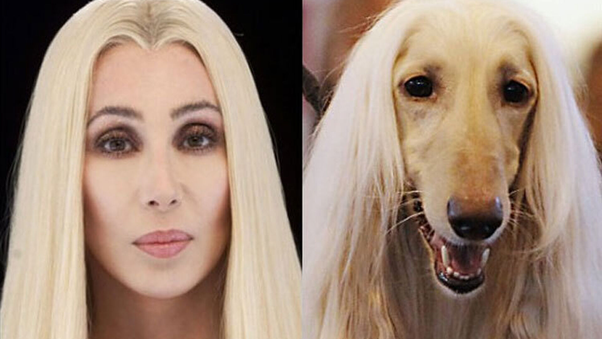 Cher, con melena rubia, y su doble canino.