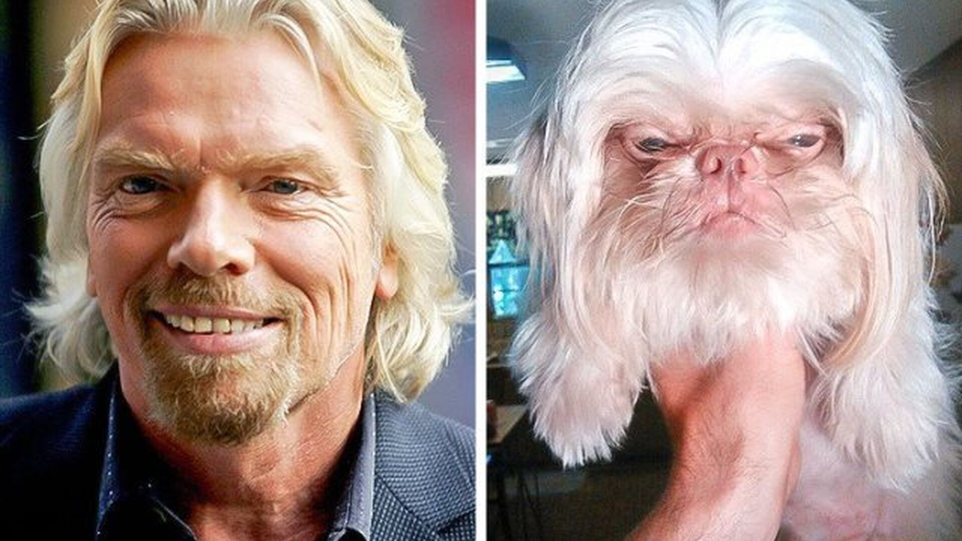 P&oacute;nganle pelo y cuatro patas al multimillonario ingl&eacute;s Richard Branson, y resulta este perro.