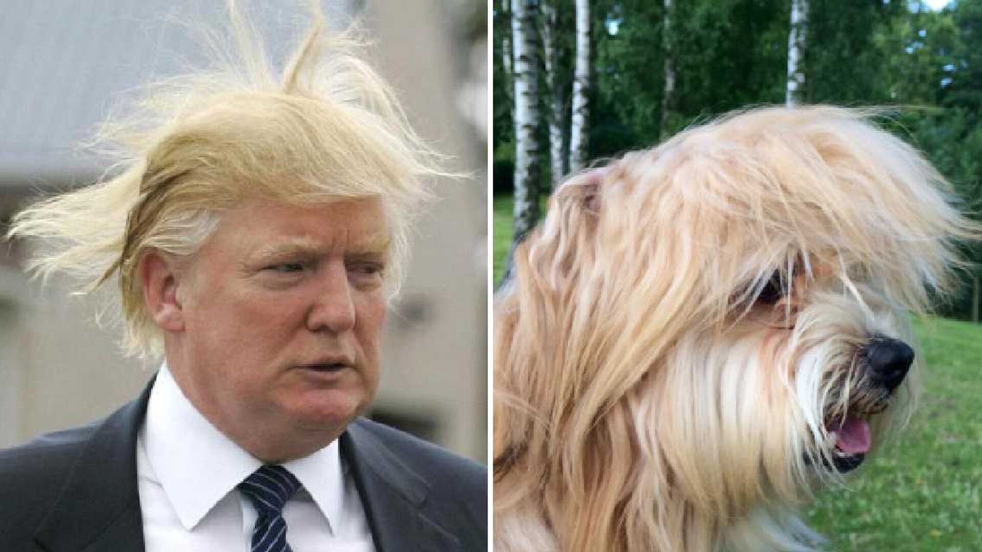 Al doble de cuatro patas de Donald Trump tambi&eacute;n se le mueve el peinado cuando hace viento.