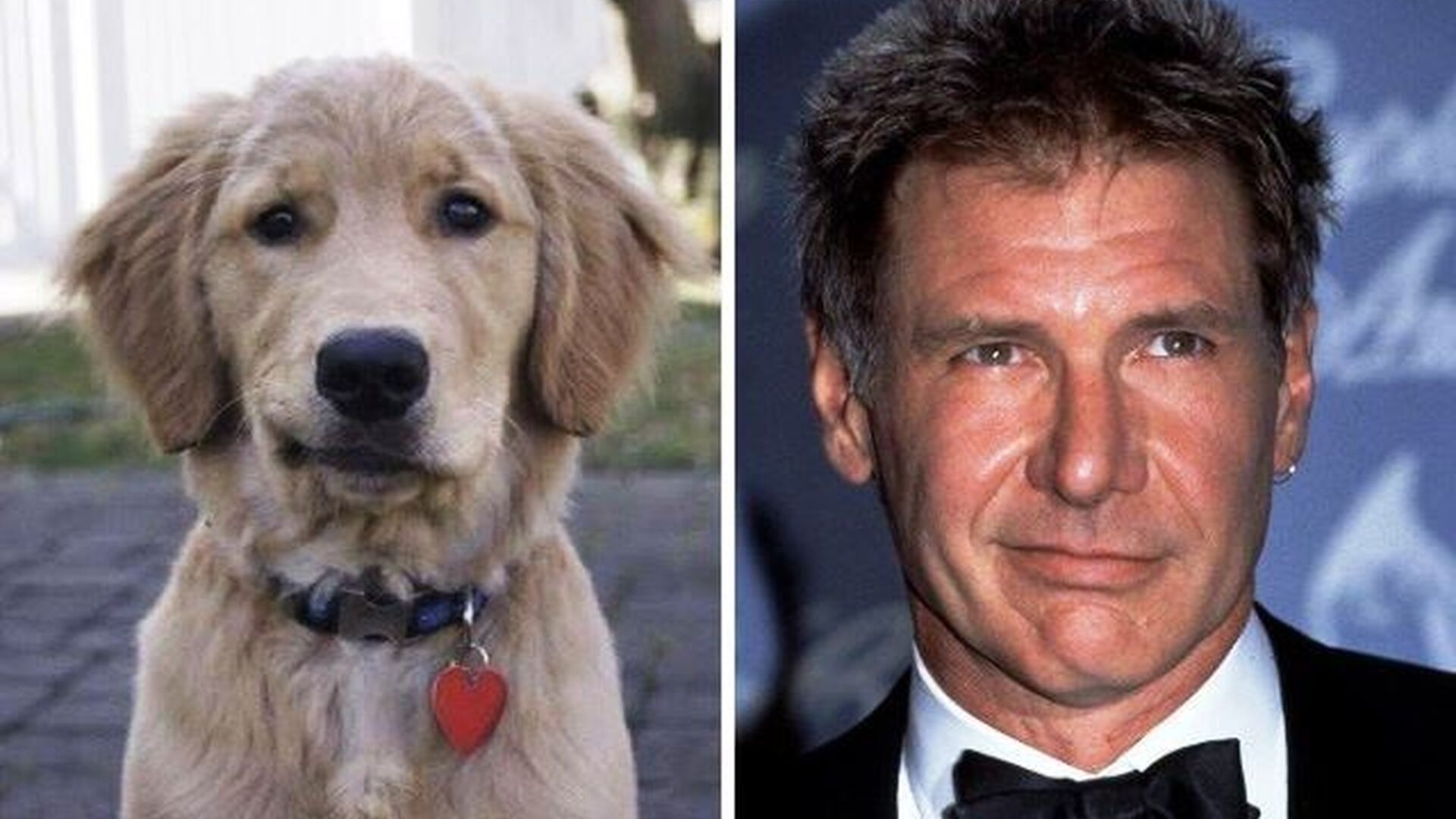 Con esa sonrisa de medio lado, este perro parece el Harrison Ford perruno.