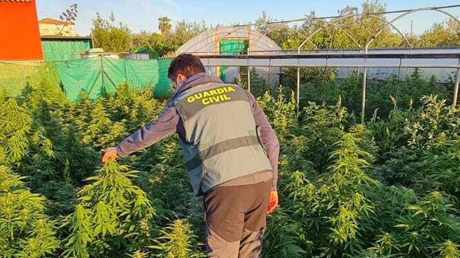 Descubierta una plantación con 400 plantas de marihuana en Marchena