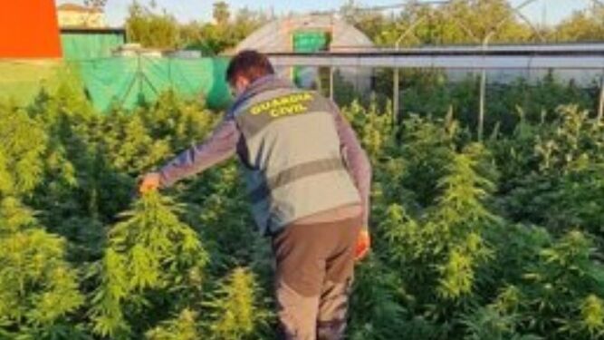 Un agente en la plantación de marihuana de Marchena