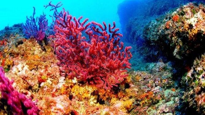 Los arrecifes de coral, un depósito natural de carbono amenazado
