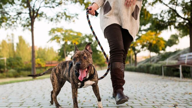 Interactuar servir Estribillo Qué consecuencias tiene que no salgas a pasear con tu perro