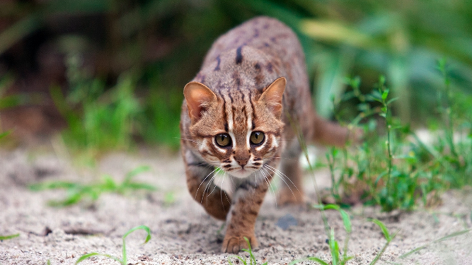 El gato herrumbroso: el felino salvaje más pequeño del mundo