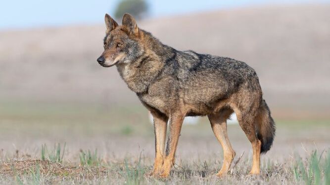 Piden al Gobierno que no declare al lobo especie protegida