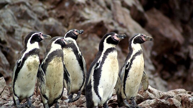 Los pingüinos que aprenden a ser ciegos en un refugio chileno