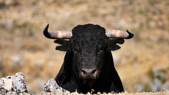 Ejemplar de toro bravo criado en las dehesas andaluzas.