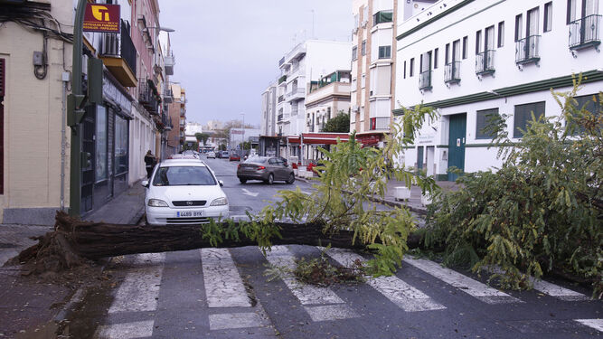 Árbol caído en una calle de Sevilla, en una imagen de archivo.