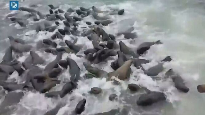 Leones marinos invaden un barco para intentar salvarse de un grupo de orcas