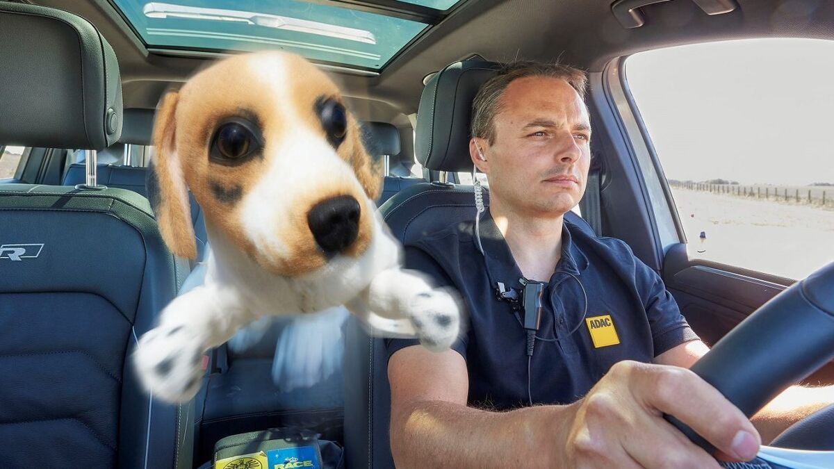 Los mejores consejos para viajar con tu perro en el coche