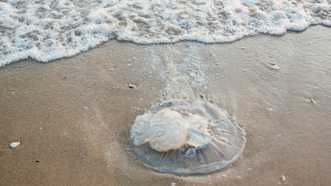 El aumento de medusas en nuestras costas hace que surjan iniciativas de prevención como InfoMedusa