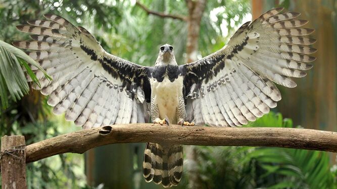 Águilas arpías: la deforestación amenaza con matarlas de hambre