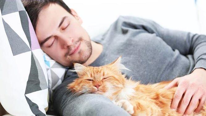 Los gatos pueden contraer la covid-19 por dormir en la cama de su dueño