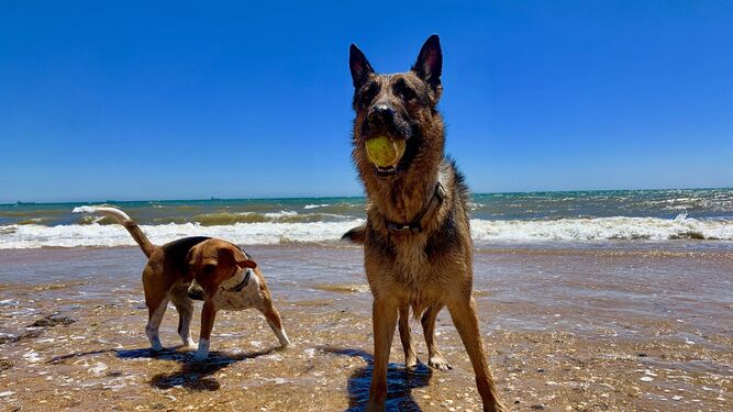 Las mejores playas para perros en Cantabria