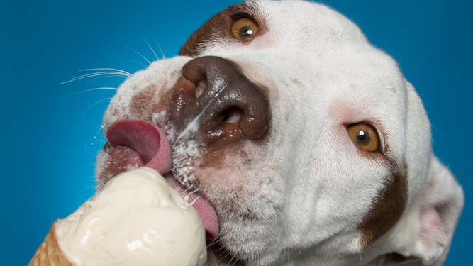 Cómo hacer helados caseros para tu perro