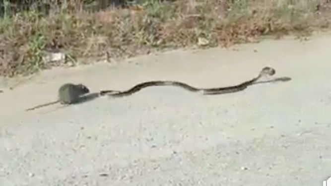 Una rata ataca a una serpiente que se llevaba a su cría en la boca