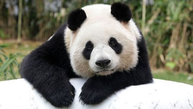 El oso panda deja de ser una especie en peligro  en China