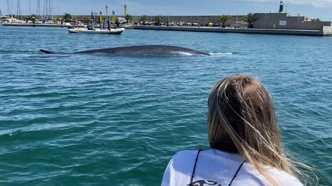 Sacan a mar abierto a una ballena de 18 metros desde el Náutico de Valencia